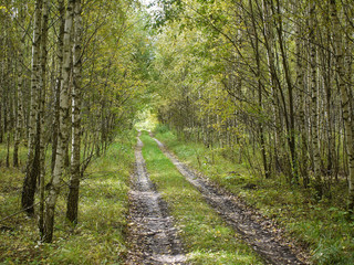 Fototapeta premium Forest Road