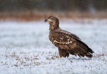 White tailed Eagle (Haliaeetus albicilla)