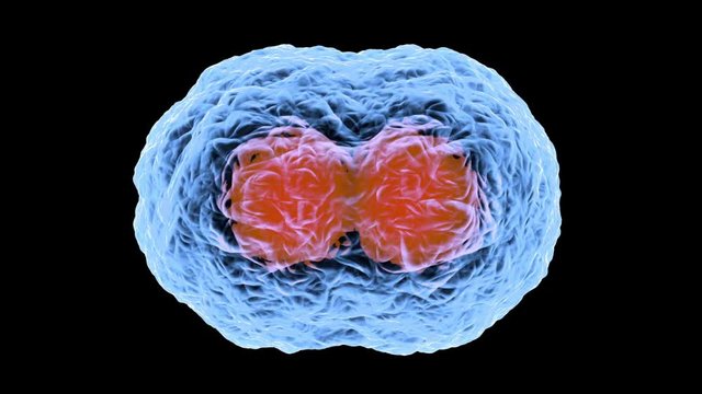 3D rendered Animation of the Mitosis and replication of a generic biological Cell.
