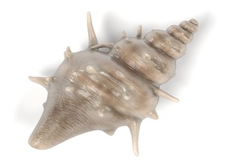 realistic 3d render of Bufonaria Echinata (The Spiny Frog Shell)