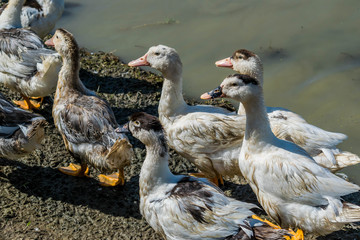 Canards mulard, désherbant des rizières bio en Camargue.