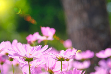 sun lighting flare effect. cosmea flower under sunlight  with selective focus and blurry background.