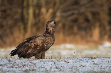 White tailed Eagle (Haliaeetus albicilla)