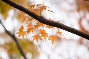 Fall in Tofukuji Temple, Kyoto, Japan