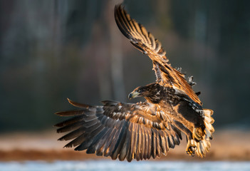 White tailed Eagle (Haliaeetus albicilla)