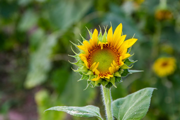 Close Up of  beautiful sunflower  in field. 