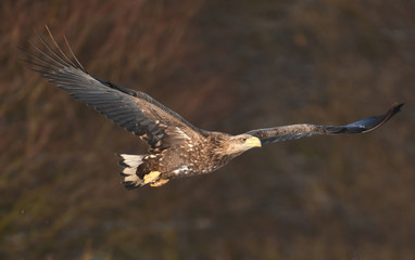 White tailed Eagle (Haliaeetus albicilla)