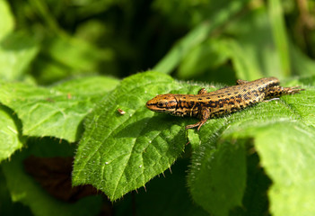 Sand lizard (Lacerta agillis) on a green leaf