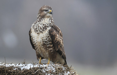 Common buzzard (Buteo buteo)