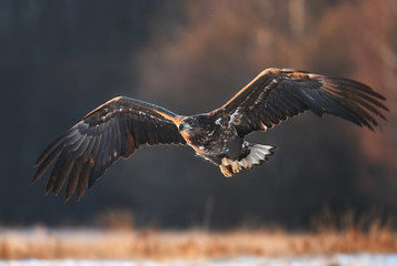 White tailed Eagle (Haliaeetus albicilla)
