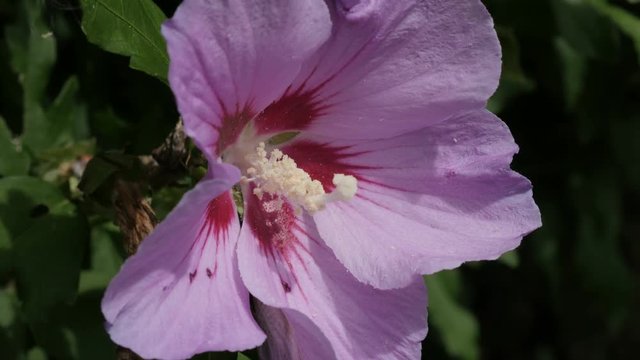 Hibiscus syriacus light pink flower bud hidden in the shrub 4K 2160p 30fps UltraHD footage - Plant branch of common rose Sharon Malvaceae 3840X2160 UHD video