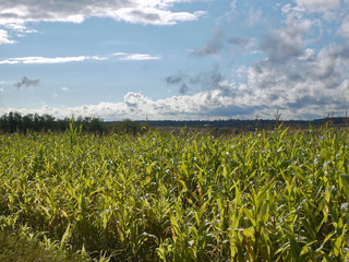cornfield