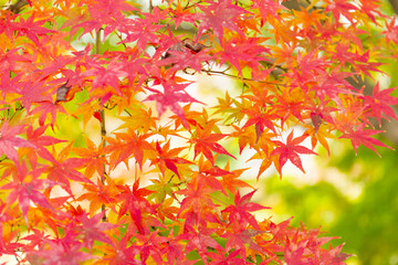 Red maple in Japan