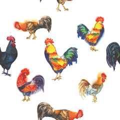Watercolor Roosters. Hand drawn illustration