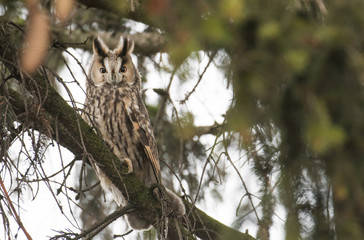 Long-eared owl (Asio otus)