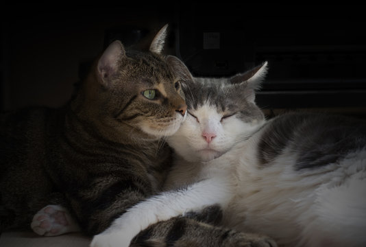 รูปภาพTenderly เลือกดูภาพถ่ายสต็อก เวกเตอร์ และวิดีโอ49,675 Adobe Stock