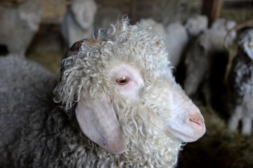 Chèvre Angora
