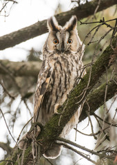 Long-eared owl (Asio otus)