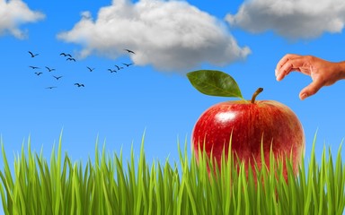 Blue sky bog apple and hand