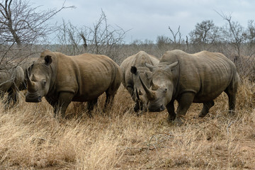 Obraz premium White rhinoceros or square-lipped rhinoceros (Ceratotherium simum) in Hlane Royal National Park, Swaziland