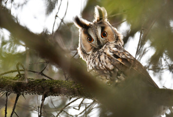 Long-eared owl (Asio otus)