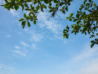 tree and blue sky
