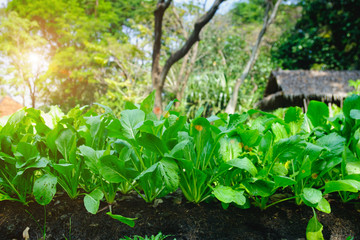 Vegetable growing in the garden with selective focus and blurry background with sun lighting flare effect.