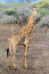 Naklejka na ściany i meble Giraffe at Pongola Game Reserve, South Africa