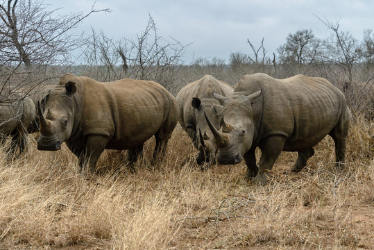 White rhinoceros or square-lipped rhinoceros (Ceratotherium simum) in Hlane Royal National Park, Swaziland