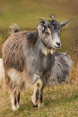 A Proud Goat Leading the Flock in Search for Food