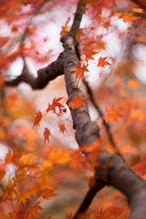 Fall in Tofukuji Temple, Kyoto, Japan