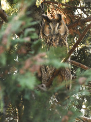 Long-eared owl (Asio otus)
