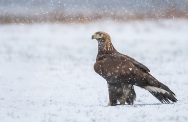 Golden Eagle (Aquila chrysaetos)