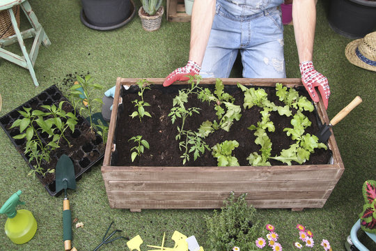 Container with tomato plants, pepper plants and lettuce in the urban garden