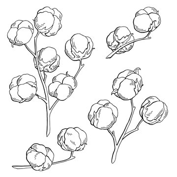 Premium Photo  A drawing of cotton plants with the title  cotton  on the  bottom.