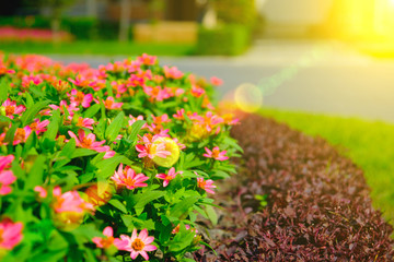 Soft-focus of flowers blooming in a field during summer with selective focus and blurry background with sun lighting flare effect.