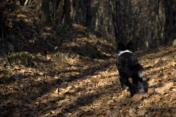 Border Collie Puppy happy in the Woods 	