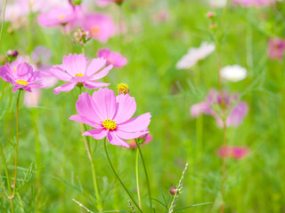 Pink cosmos flower with green blur background 4