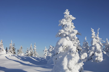 Fototapeta na wymiar Winter forest. Snow covered spruces.