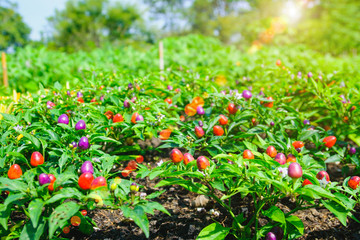 Red and green peppers growing in the garden with selective focus and blurry background with sun lighting flare effect.