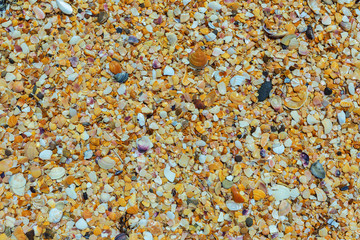 Shell beaches on the Black Sea coast.