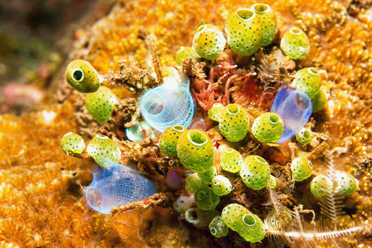 Bali, sea squirt