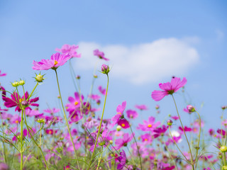 Pink cosmos flower under blue sky 1