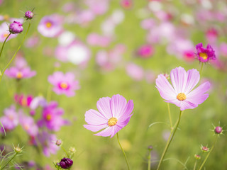 Pink cosmos flower with green blur background 3