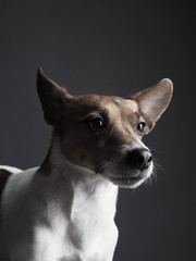 Jack Russell Terrier Portrait