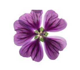 Pressed and dried flower lavatera. Isolated