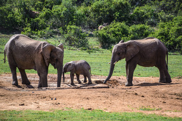 African Elephants in Addo Elephant National Park, South Africa