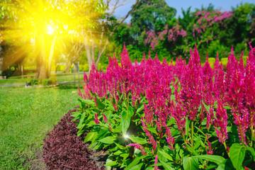 Soft-focus of flowers blooming in a field during summer with selective focus and blurry background with sun lighting flare effect.