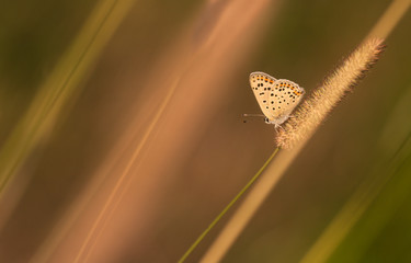 Common blue butterfly (Polyommatus icarus), on a grass