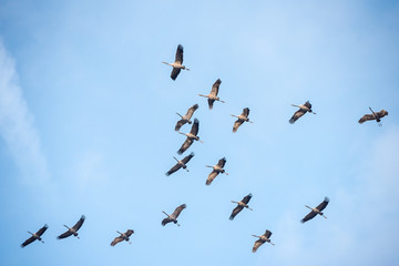 Fototapeta premium fliegende Kraniche im Himmel